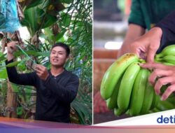 Untuk Bersama Sebab Itu Petani Pisang, Pria ini Rela Tinggalkan Usaha Keluarganya