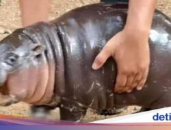 Moo Deng, Bayi Kuda Nil Viral yang Selalu Terlihat Terkejut