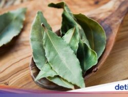 5 Manfaat Air Rebusan Daun Salam Untuk Kesejajaran, Termasuk Redakan Nyeri Sendi