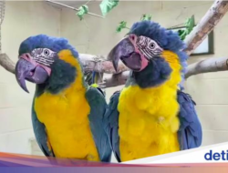 Dua Macaw Leher Biru Terbang Bebas Didalam Bonbin, Nyasar Sejauh 96 Km