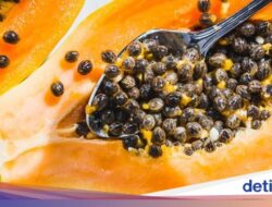 Biji Pepaya Ternyata Bisa Dimakan, Ini Manfaatnya Bagi Kesejaganan