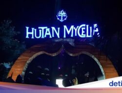 Hutan Mycelia, Negeri Dongeng Di Bandung Pada Malam Tiba