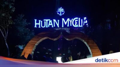 Hutan Mycelia, Negeri Dongeng Di Bandung Pada Malam Tiba