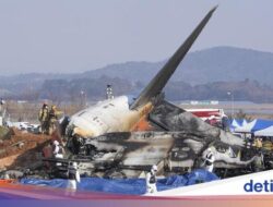 Bird Strike Yang Berhubungan Di Kecelakaan Jeju Air, Apa Itu?