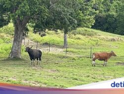 4 Banteng Jawa yang Langka Itu Dilepasliarkan Di Pangandaran