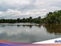 Menyelami Kearifan Lokal Global Suku Dayak dan Bertemu Orang Utan Hingga Sei Gohong