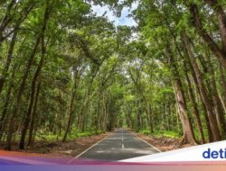 Misteri Alas Purwo, Hutan Tertua Ke Pulau Jawa