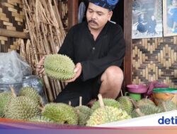 Musim Durian Tiba, Baduy Dibanjiri Wisatawan