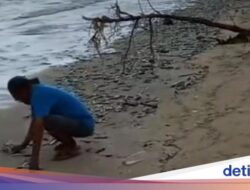 Kejadian Luar Biasa Ribuan Ikan Terdampar Di Pantai Jimbaran Bikin Heboh Warga