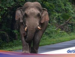 Turis Jerman Tewas Diserang Gajah Liar gegara Tak Pahami Peringatan Bahaya