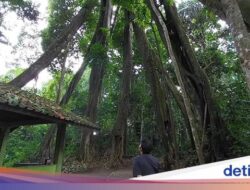 Ini Mitos yang Bikin Pohon Berkaki 8 Di Majalengka Hampir Punah