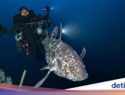 Dunia Geger, Ikan Purba Coelacanth Muncul Di Maluku Utara