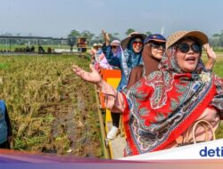 Kereta Sawah Kiangroke, Wisata Murah Bernuansa Alam