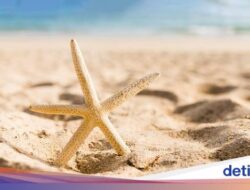 Horor Banget! Turis Inggris Tertimbun Di Lubang 3 Meter yang Ia Gali Sendiri