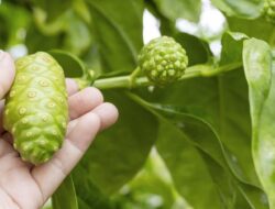 Sederet Penyakit yang Bisa Dicegah Didalam Rajin Minum Jus Mengkudu, Apa Saja?