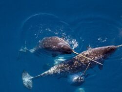 Alasan Menyeramkan Mengapa Tidak Ada Narwhal Di Akuarium