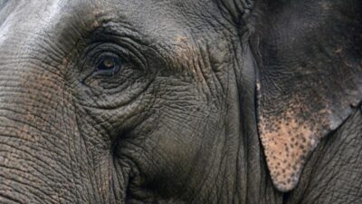 Lebah, Gorila, Gajah dan 5 Hewan Pintar Lainnya Di Muka Bumi