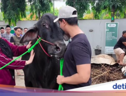 Haru! Momen Perpisahan Sonny Septian dan Fairuz Di Sapi Kurban 1,2 Ton