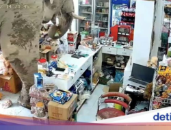 Gajah Liar Masuk Toko Ke Thailand, Pilih-pilih Camilan dan Menyantapnya