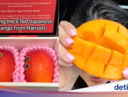 Wah! Rasa Mangga Jepang Seharga Rp 3,5 Juta Bikin Takjub