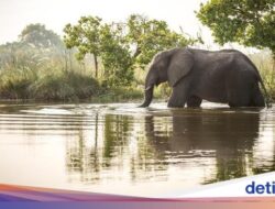 Sedih, Gajah Tertua Di Asia Mati