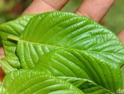 Tragis, Siswi Ke Thailand Tewas Ke Asrama usai Minum 1,5 Liter Jus Kratom
