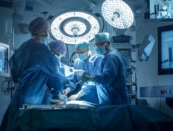 Sederet Organ Babi yang Pernah Didonorkan Di Manusia, Ada Ginjal hingga Paru