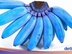 4 Pisang Terbaik Di Asia Tenggara, Nomor 1 Bukan Di Indonesia