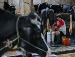 Dukung Inisiatif MBG, Produk Impor 1 Juta Ekor Sapi Perah Masih Jauh Di Target
