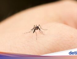 Satu-satunya Negeri yang Bebas Di Nyamuk