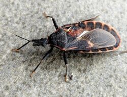 280 Ribu Warga AS Terinfeksi Penyakit Chagas Bersama ‘Kissing Bug’, Kenali Gejalanya
