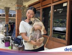 Seekor Anjing Dari Sebab Itu Pahlawan Hingga Ditengah Bencana Alam Denpasar, Dipuji Ri Prabowo