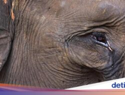 Mereka yang Bersuara #SaveTNTN, Habitat Gajah Sumatra Terancam