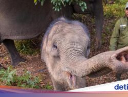 Konflik Hingga TN Tesso Nilo Memanas, tapi Area Wisata Diyakini Aman