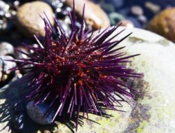 Makhluk Didalam Otak Hingga Sekujur Tubuh Ditemukan, Spesies Hewan Apakah?