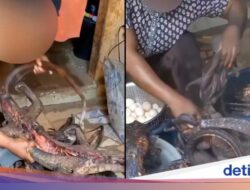 Duh! Kini TikTok Didalam Sebab Itu Tempat Promosi Daging Satwa Langka Untuk Dimakan