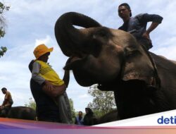 Fakta-Fakta PLG Saree, Rumah Empat Gajah yang Bersihkan Puing Genangan Air Ke Aceh