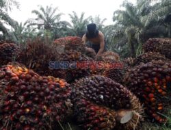 Penataan Kawasan Hutan Dinilai Kunci Tata Kelola Industri Sawit Di Didepan