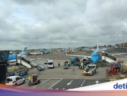 Tikus Berkeliaran Ke Kabin, Penerbangan KLM Bersama Amsterdam Di Karibia Dibatalkan