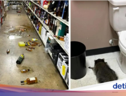 Toko Miras ‘Dirampok’ Pada Liburan, Pelakunya Berbulu Belang