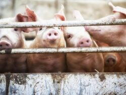 Cegah Wabah ASF, Indonesia Setop Perdagangan Masuk Negeri Daging Babi Untuk Spanyol