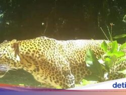 Nasib Macan Pincang Korban Jerat Pemburu Liar Masih Misterius