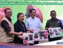 Cari Jodoh Sampai Jepang, Orangutan Jennifer Dijodohkan Di Hayato
