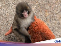 Monyet Punch Viral, PETA Komentar Kebun Binatang Jepang