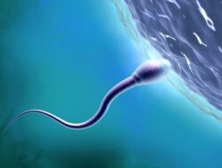 Ilmuwan Ingin Mempelajari Proses Seksual Hingga Luar Angkasa