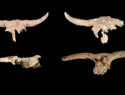 Mengapa Manusia Purba Neanderthal Suka Mengumpulkan Tengkorak Bertanduk?