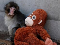 Alasan Ilmiah Kisah Bayi Monyet ‘Punch’ Bikin yang Menonton Terenyuh