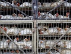 Tak Hanya Beras Ribuan Ton, Indonesia Setujui Produk Impor 580.000 Ekor Ayam Untuk AS