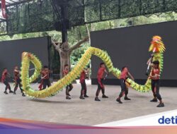 Libur Imlek, Taman Safari Bogor Gelar Parade Barongsai, Dipadati Wisatawan Jakarta