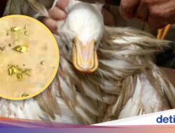 Dapat ‘Harta Karun’! Pria Ini Temukan Emas Rp 43 Juta Hingga Untuk Perut Bebek